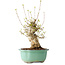 Acer buergerianum, 30 cm, ± 20 jaar oud, met een nebari van 11 cm, in een Seto Yaki pot