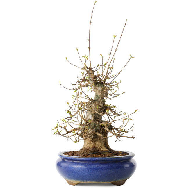Acer buergerianum, 32 cm, ± 20 jaar oud, met een nebari van 11 cm, in een Seto Yaki pot