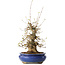 Acer buergerianum, 32 cm, ± 20 jaar oud, met een nebari van 11 cm, in een Seto Yaki pot