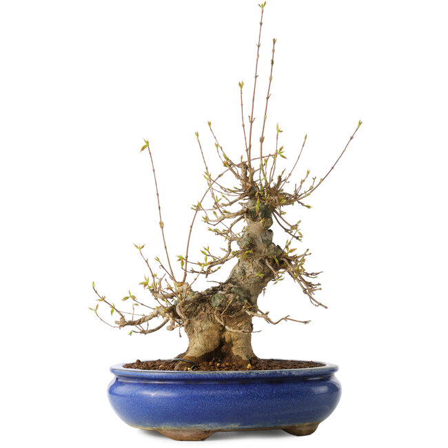 Acer buergerianum, 32 cm, ± 20 years old, with a nebari of 11 cm, in a Seto Yaki pot