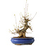 Acer buergerianum, 32 cm, ± 20 jaar oud, met een nebari van 11 cm, in een Seto Yaki pot