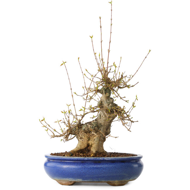 Acer buergerianum, 32 cm, ± 20 Jahre alt, mit einem Nebari von 11 cm, in einem Seto Yaki Topf