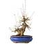 Acer buergerianum, 32 cm, ± 20 jaar oud, met een nebari van 11 cm, in een Seto Yaki pot