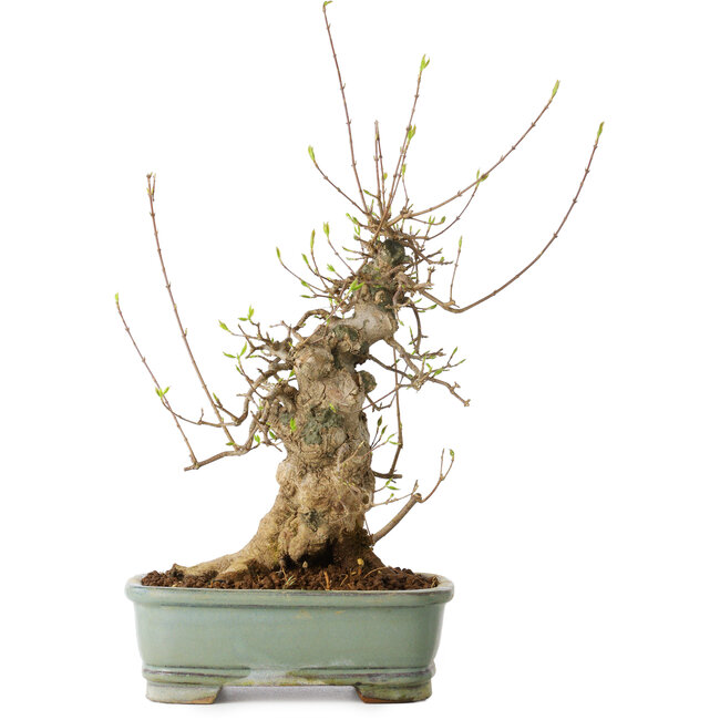 Acer buergerianum, 33 cm, ± 20 Jahre alt, mit einem Nebari von 15 cm, in einem Seto Yaki Topf