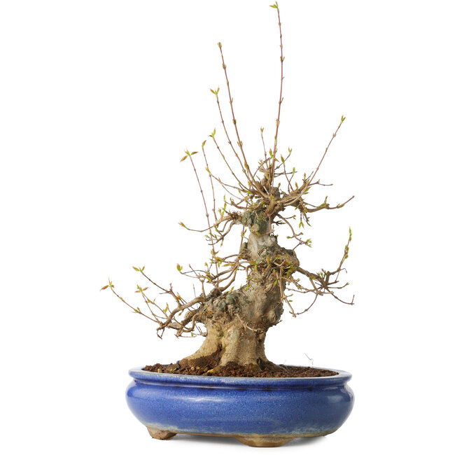 Acer buergerianum, 32 cm, ± 20 anni, con un nebari di 11 cm, in un vaso Seto Yaki
