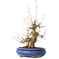 Acer buergerianum, 32 cm, ± 20 jaar oud, met een nebari van 11 cm, in een Seto Yaki pot
