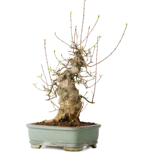 Acer buergerianum, 33 cm, ± 20 Jahre alt, mit einem Nebari von 15 cm, in einem Seto Yaki Topf
