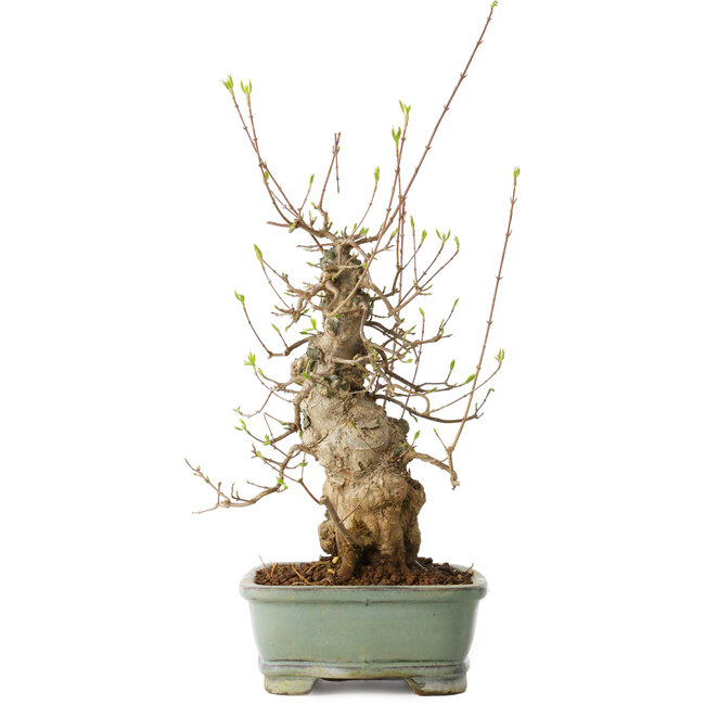 Acer buergerianum, 33 cm, ± 20 ans, avec un nebari de 15 cm, dans un pot Seto Yaki