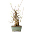 Acer buergerianum, 33 cm, ± 20 jaar oud, met een nebari van 15 cm, in een Seto Yaki pot