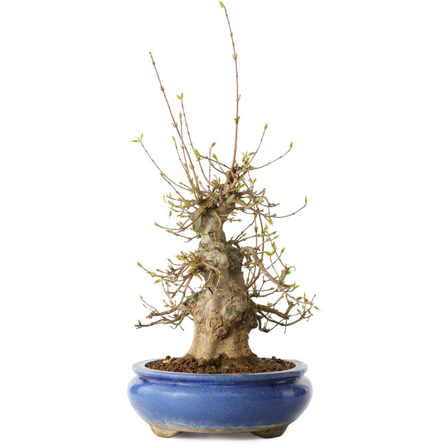 Acer buergerianum, 32 cm, ± 20 ans, avec un nebari de 11 cm, dans un pot Seto Yaki