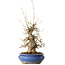 Acer buergerianum, 32 cm, ± 20 jaar oud, met een nebari van 11 cm, in een Seto Yaki pot