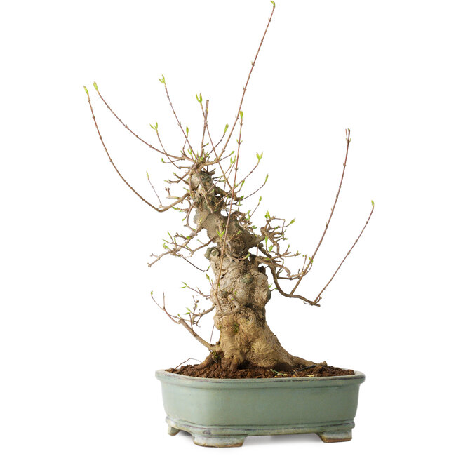 Acer buergerianum, 33 cm, ± 20 anni, con un nebari di 15 cm, in un vaso Seto Yaki