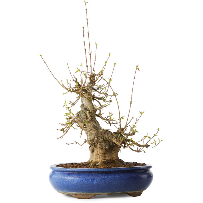 Acer buergerianum, 32 cm, ± 20 Jahre alt, mit einem Nebari von 11 cm, in einem Seto Yaki Topf