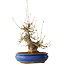 Acer buergerianum, 32 cm, ± 20 jaar oud, met een nebari van 11 cm, in een Seto Yaki pot
