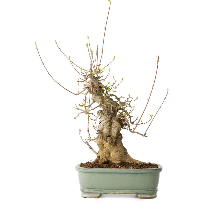 Acer buergerianum, 33 cm, ± 20 anni, con un nebari di 15 cm, in un vaso Seto Yaki