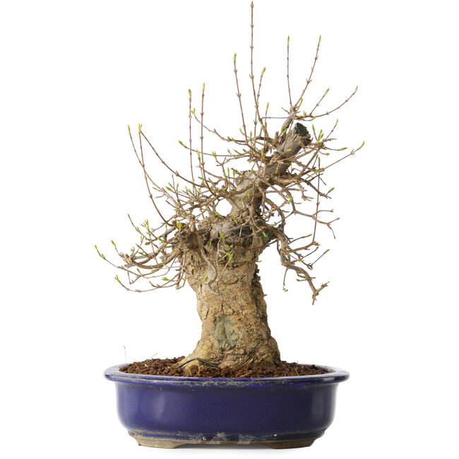 Acer buergerianum, 35 cm, ± 20 años, con un nebari de 13 cm, en una maceta Seto Yaki