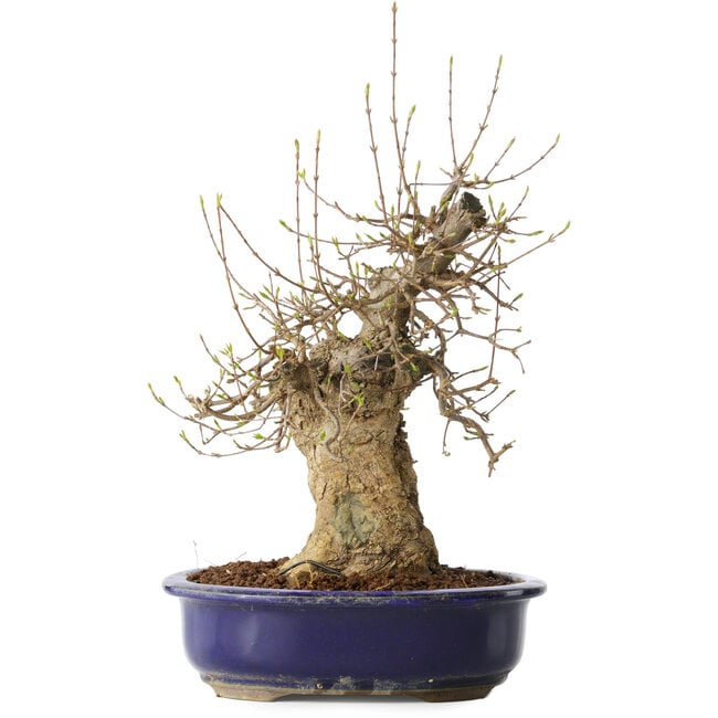 Acer buergerianum, 35 cm, ± 20 jaar oud, met een nebari van 13 cm, in een Seto Yaki pot