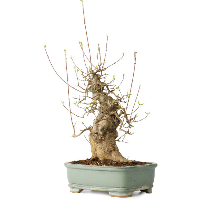 Acer buergerianum, 33 cm, ± 20 Jahre alt, mit einem Nebari von 15 cm, in einem Seto Yaki Topf