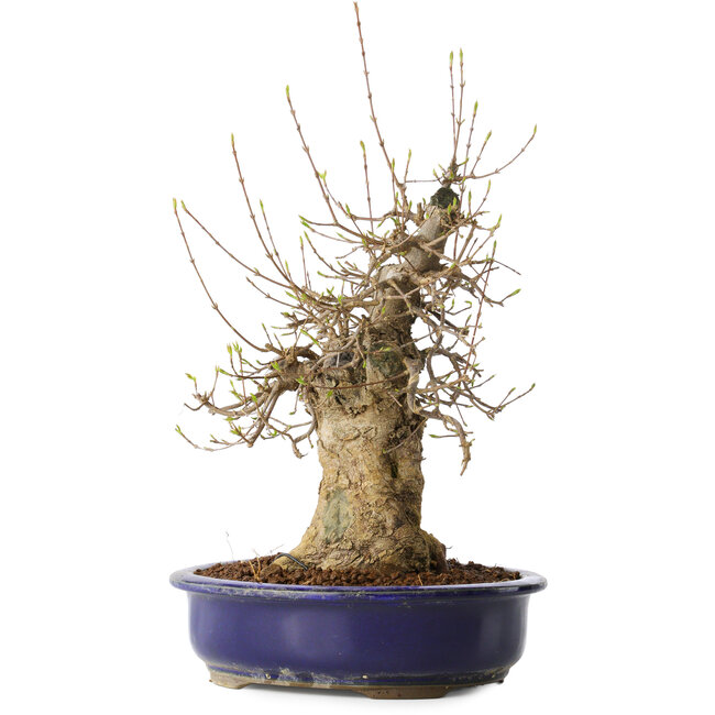 Acer buergerianum, 35 cm, ± 20 years old, with a nebari of 13 cm, in a Seto Yaki pot