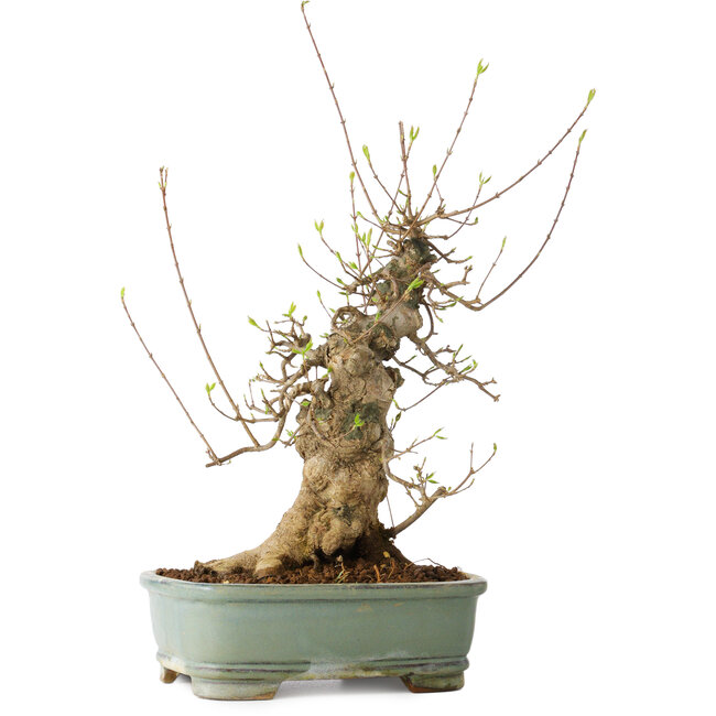 Acer buergerianum, 33 cm, ± 20 anni, con un nebari di 15 cm, in un vaso Seto Yaki