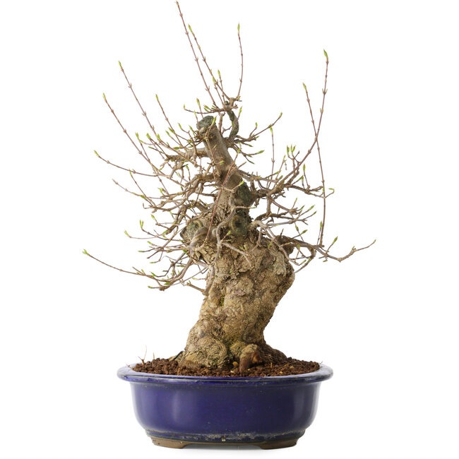 Acer buergerianum, 35 cm, ± 20 ans, avec un nebari de 13 cm, dans un pot Seto Yaki