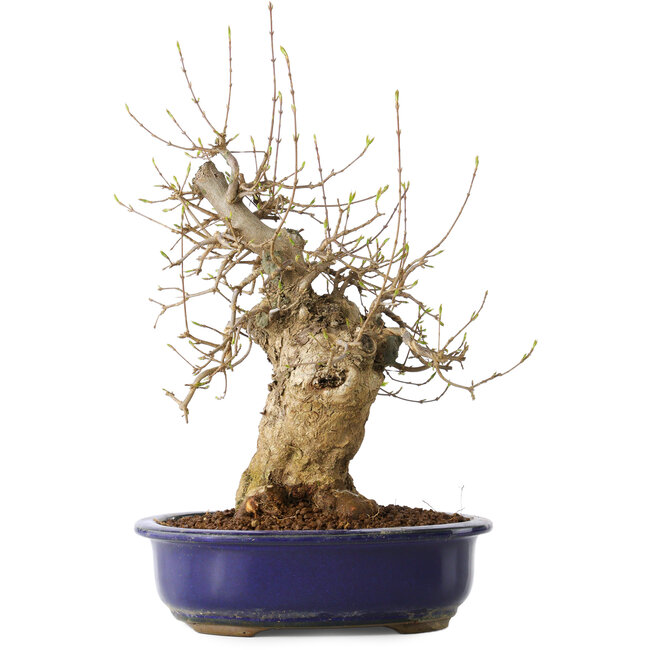 Acer buergerianum, 35 cm, ± 20 años, con un nebari de 13 cm, en una maceta Seto Yaki