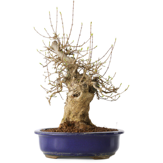 Acer buergerianum, 35 cm, ± 20 años, con un nebari de 13 cm, en una maceta Seto Yaki