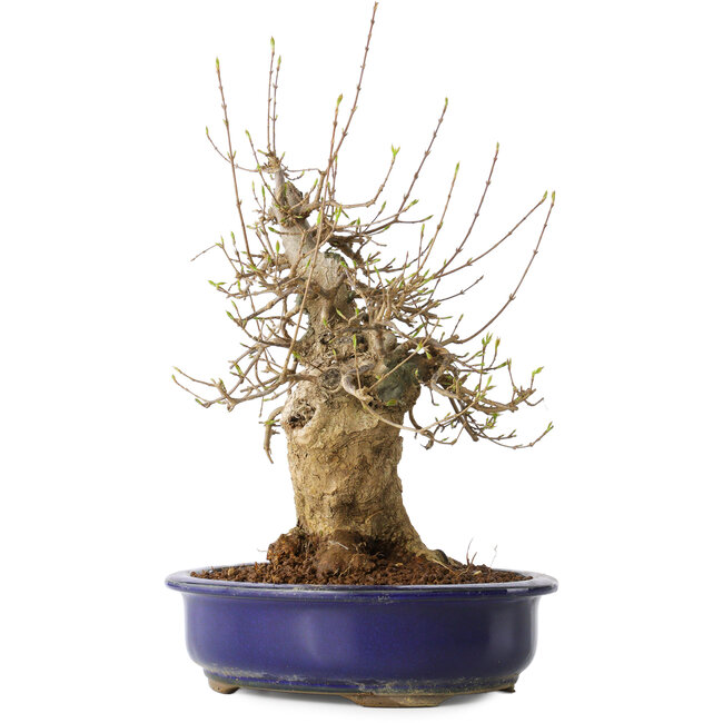 Acer buergerianum, 35 cm, ± 20 años, con un nebari de 13 cm, en una maceta Seto Yaki