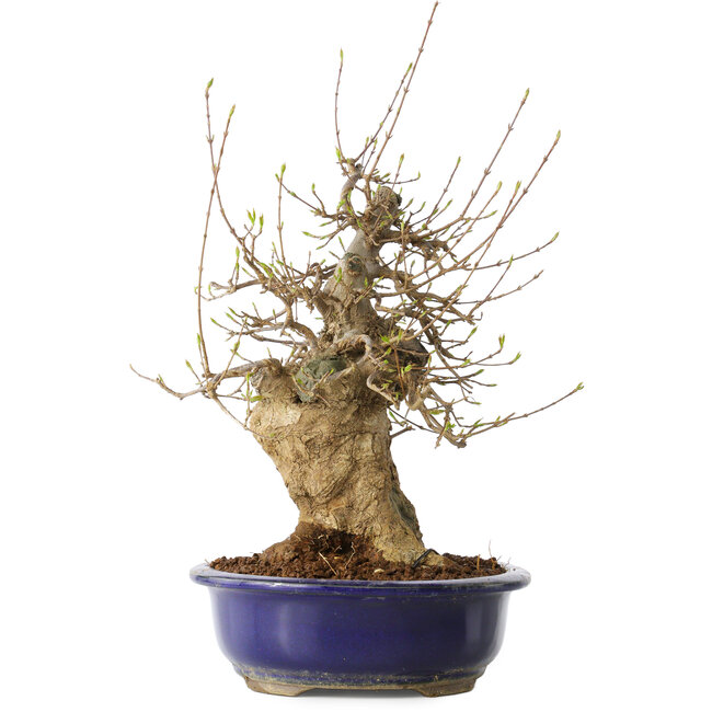 Acer buergerianum, 35 cm, ± 20 ans, avec un nebari de 13 cm, dans un pot Seto Yaki