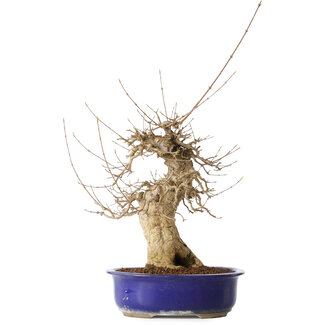 Seto Yaki Acer buergerianum, 40 cm, ± 25 ans
