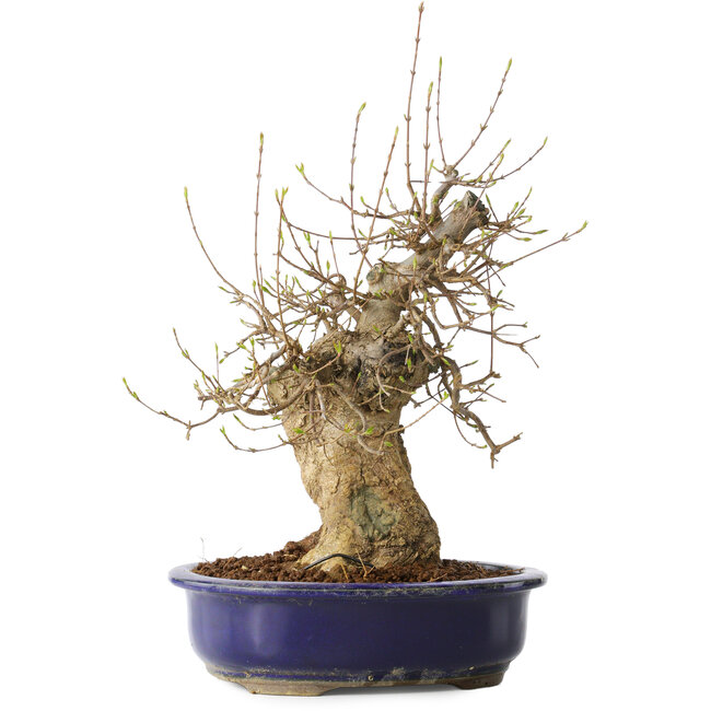 Acer buergerianum, 35 cm, ± 20 Jahre alt, mit einem Nebari von 13 cm, in einem Seto Yaki Topf