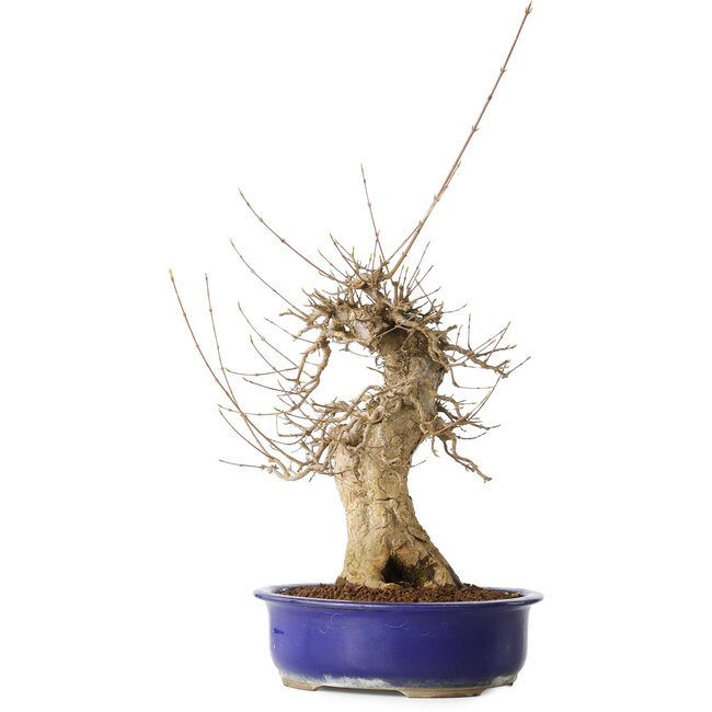 Acer buergerianum, 40 cm, ± 25 Jahre alt, mit einem Nebari von 14 cm, in einem Seto Yaki Topf