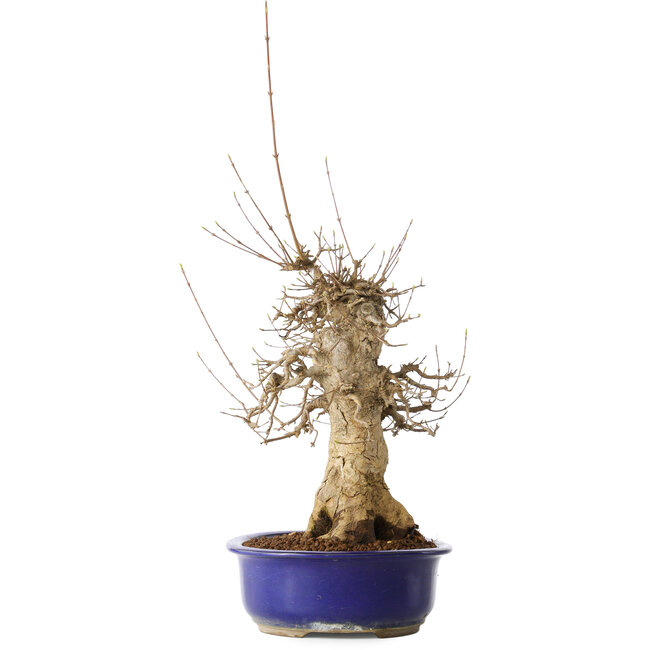 Acer buergerianum, 40 cm, ± 25 Jahre alt, mit einem Nebari von 14 cm, in einem Seto Yaki Topf