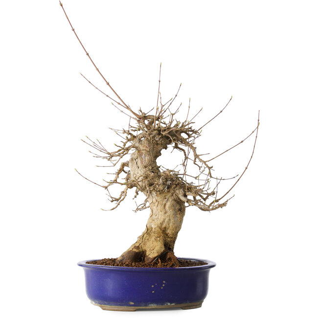 Acer buergerianum, 40 cm, ± 25 años, con un nebari de 14 cm, en una maceta Seto Yaki