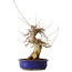 Acer buergerianum, 40 cm, ± 25 jaar oud, met een nebari van 14 cm, in een Seto Yaki pot