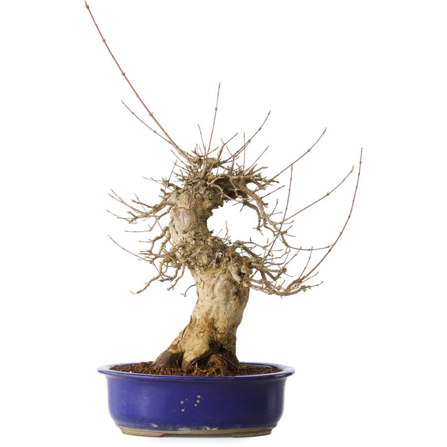 Acer buergerianum, 40 cm, ± 25 anni, con un nebari di 14 cm, in un vaso Seto Yaki