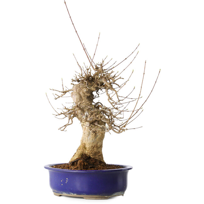 Acer buergerianum, 40 cm, ± 25 ans, avec un nebari de 14 cm, dans un pot Seto Yaki