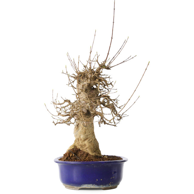Acer buergerianum, 40 cm, ± 25 ans, avec un nebari de 14 cm, dans un pot Seto Yaki