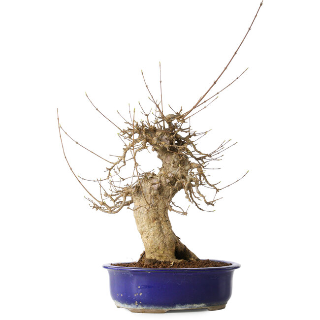 Acer buergerianum, 40 cm, ± 25 jaar oud, met een nebari van 14 cm, in een Seto Yaki pot