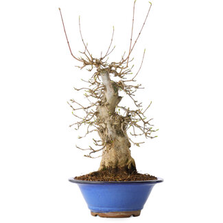 Seto Yaki Acer buergerianum, 40 cm, ± 25 jaar oud