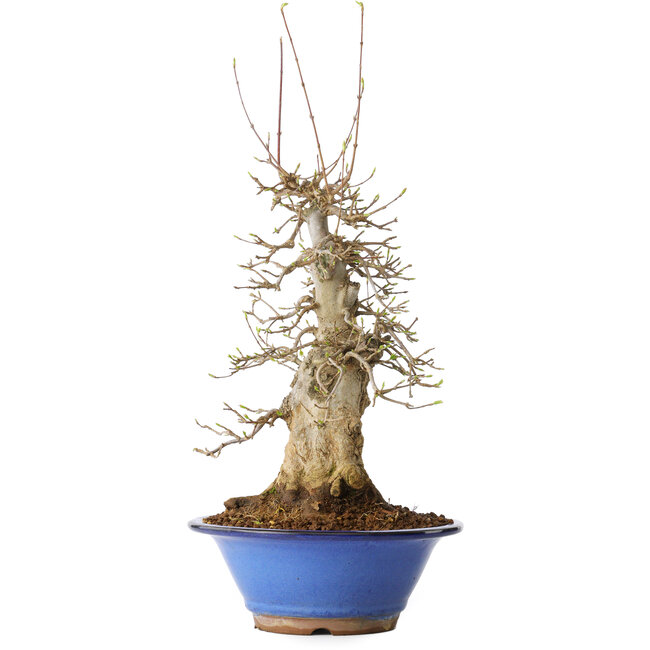 Acer buergerianum, 40 cm, ± 25 years old, with a nebari of 12 cm, in a Seto Yaki pot