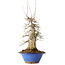 Acer buergerianum, 40 cm, ± 25 jaar oud, met een nebari van 12 cm, in een Seto Yaki pot