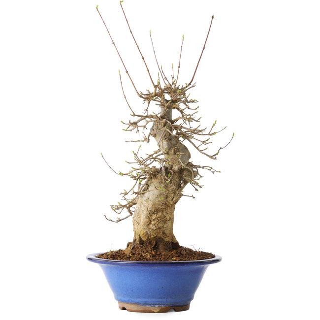 Acer buergerianum, 40 cm, ± 25 ans, avec un nebari de 12 cm, dans un pot Seto Yaki