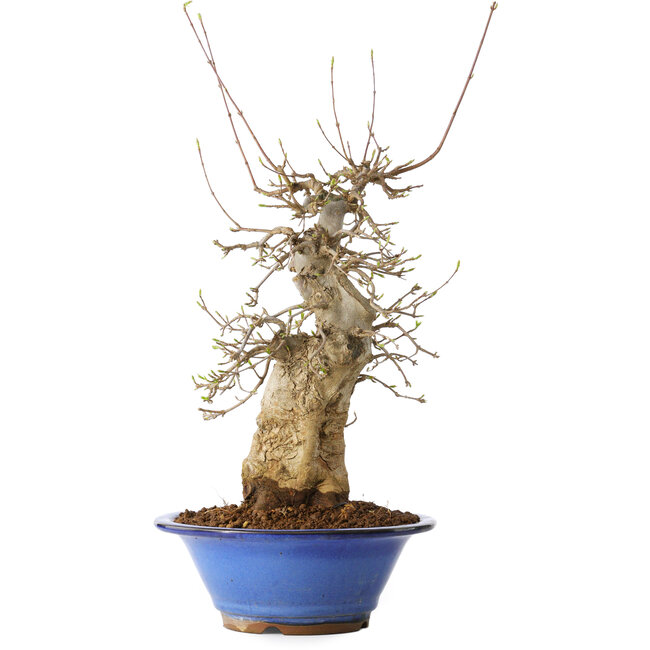 Acer buergerianum, 40 cm, ± 25 Jahre alt, mit einem Nebari von 12 cm, in einem Seto Yaki Topf