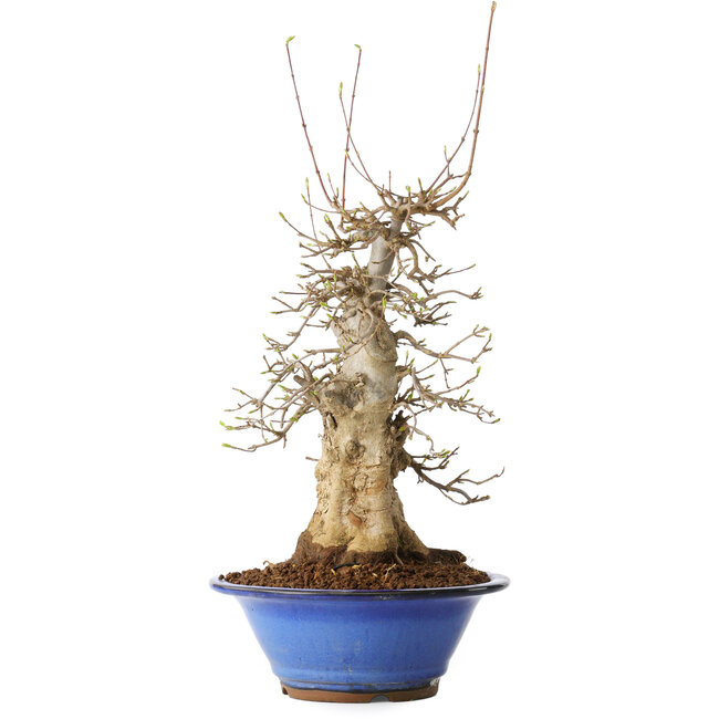 Acer buergerianum, 40 cm, ± 25 jaar oud, met een nebari van 12 cm, in een Seto Yaki pot