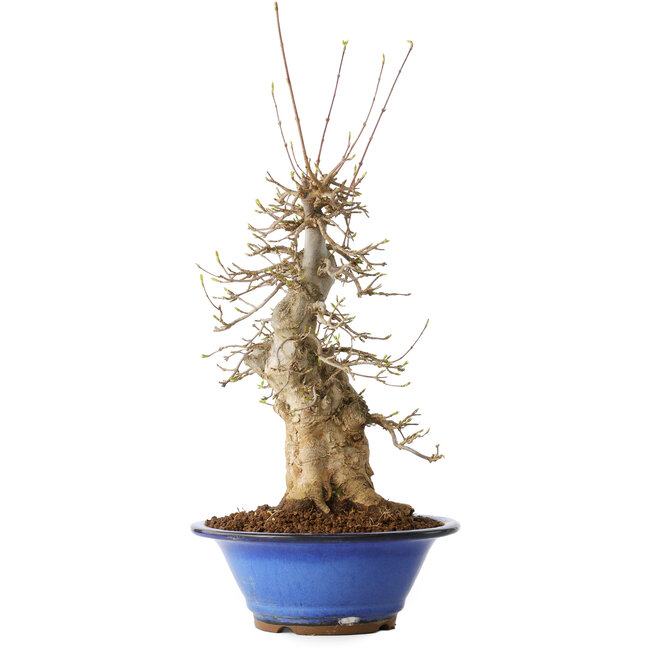 Acer buergerianum, 40 cm, ± 25 anni, con un nebari di 12 cm, in un vaso Seto Yaki