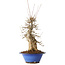 Acer buergerianum, 40 cm, ± 25 jaar oud, met een nebari van 12 cm, in een Seto Yaki pot