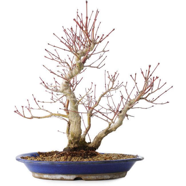 Acer palmatum, 37 cm, ± 20 jaar oud, met een nebari van 10 cm, in een Seto Yaki pot