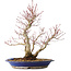 Acer palmatum, 37 cm, ± 20 jaar oud, met een nebari van 10 cm, in een Seto Yaki pot