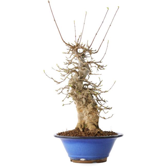 Acer buergerianum, 40 cm, ± 25 ans, avec un nebari de 12 cm, dans un pot Seto Yaki